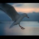 The Glide