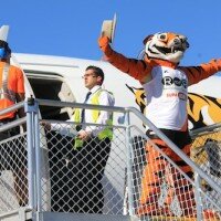 Paper Tiger